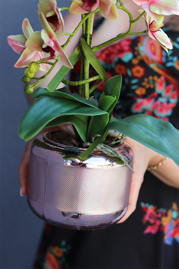 Nerita Vilesta, gumowy storczyk w szklanym naczyniu, wys.55cm