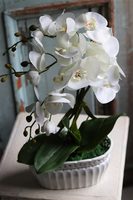 Orlanda, kremowy storczyk w ażurowej donicy, wys.52cm