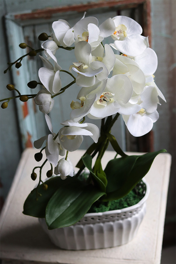 Orlanda, kremowy storczyk w ażurowej donicy, wys.52cm