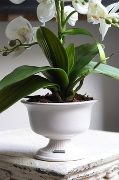 White Ledireta, storczyk w ceramicznym pucharze, wys.46cm