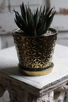 kompozycja sukulenty w złotej doniczce, Suculento, wys.21cm 