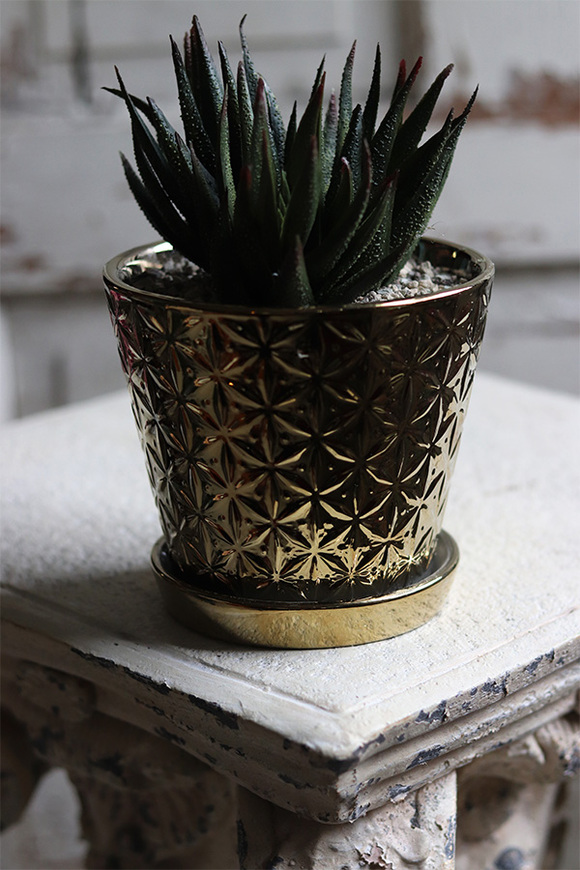 kompozycja sukulenty w złotej doniczce, Suculento, wys.21cm 