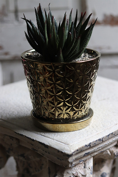 kompozycja sukulenty w złotej doniczce, Suculento, wys.21cm 