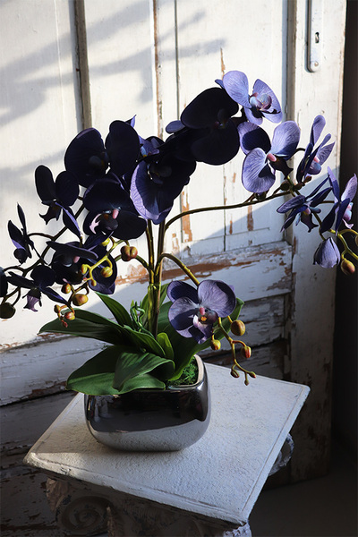 Blue Moonlight, niebieski storczyk w lustrzanej donicy, wys.62cm