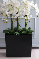 duży storczyk Marco Black Fiberglass, wys.110cm