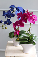 Polly Fuksja, sztuczny storczyk w białej donicy, wys.49cm