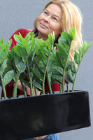 Zamiokulkas Czerń, kwiat doniczkowy w osłonce