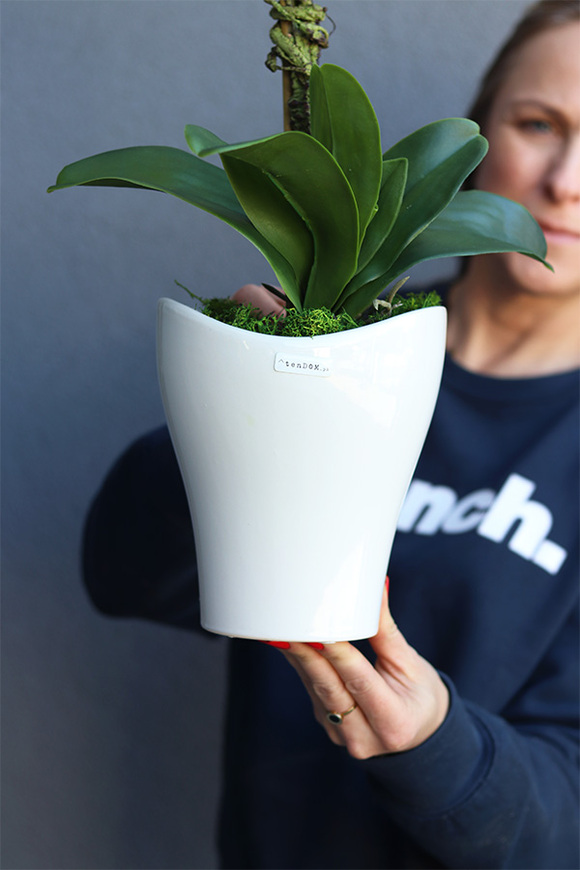 storczyk Mallona 2 w ceramicznej doniczce