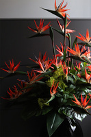  ogromny bukiet Strelicja Królewska