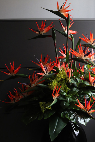  ogromny bukiet Strelicja Królewska