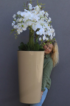 Cappuccino Mediolan, podłogowy storczyk w donicy, wys.155cm 