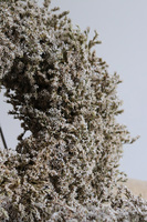 Zatrwian, dekoracyjny wianek z suszem