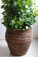 New Green Natural, drzewko sztuczne kolumnowe w donicy