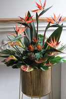 Bahama Astretta, strelicja w donicy na stojaku