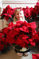 Gwiazda Betlejemska Goldeo, wysokiej jakości sztuczna roślina