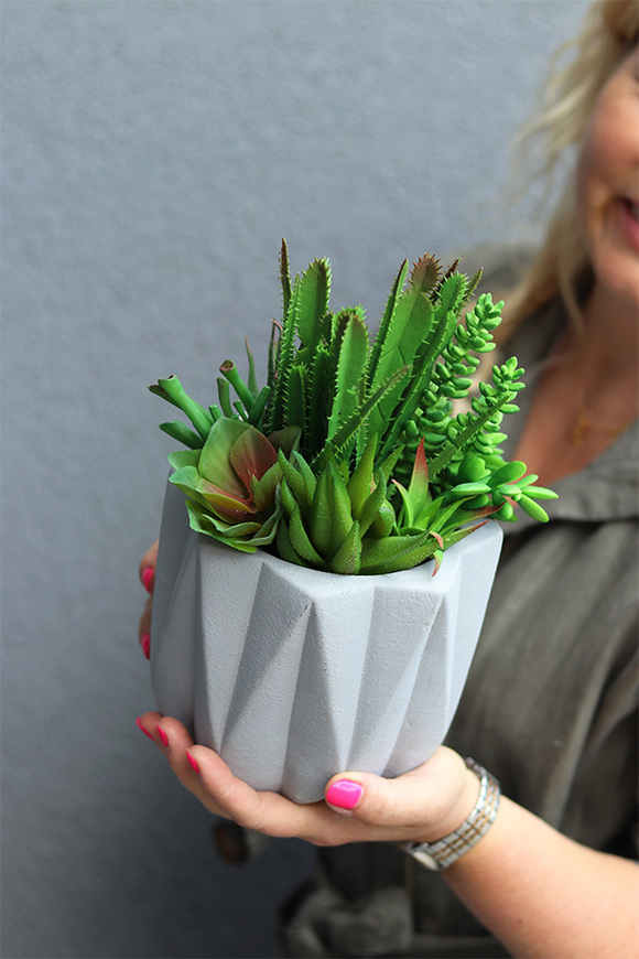 Delona Moderno, dekoracja sukulenty w szarej donicy