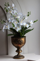 Coloseo Gold, elegancki storczyk w pucharze