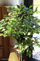 Fikus Benjamin E Ares, sztuczna roślina w donicy