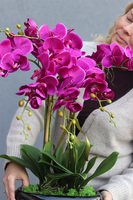 Fuksja Waleria, fuksjowy sztuczny storczyk w donicy