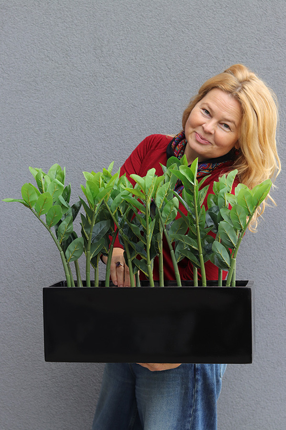 Zamiokulkas Czerń, kwiat doniczkowy w osłonce