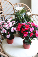 sztuczne surfinie zwisające