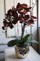 brązowy storczyk w złotej donicy, Mallona Brownie, wys.48cm 