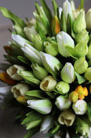 Tulipinia, wiosenna kompozycja kwiatowa