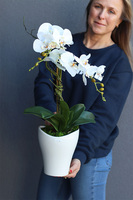 storczyk Mallona 2 w ceramicznej doniczce