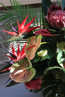 Schiele Premium Red, strelicja kompozycja w złotej donicy	