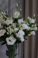 Eustoma Secret of Flowers, bukiet kwiatów do wazonu