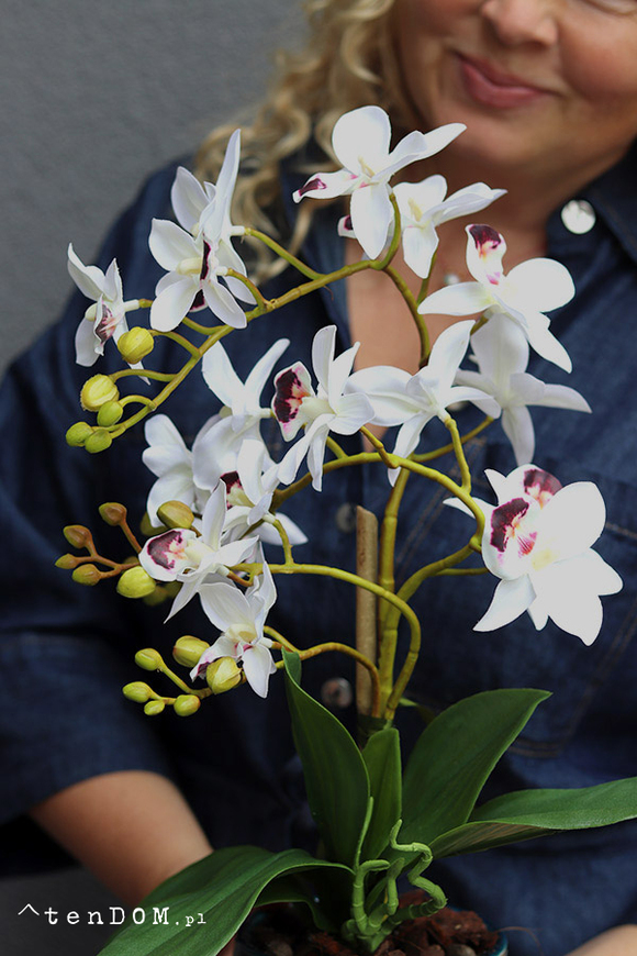 Just Maroco, gumowy storczyk w doniczce