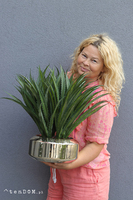 Gaina Mesta, zielona kompozycja w złotej donicy