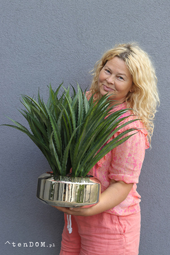 Gaina Mesta, zielona kompozycja w złotej donicy, wys.41cm