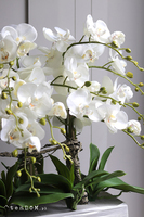 Natural Saute, storczyk w stretchu do obsadzenia