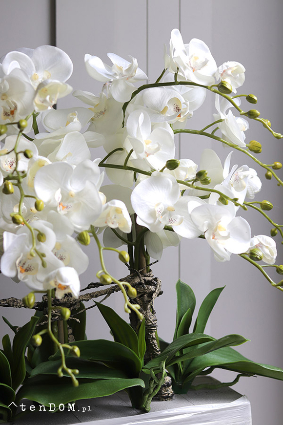 Natural Saute, storczyk w stretchu do obsadzenia