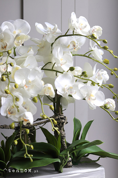 Natural Saute, storczyk w stretchu do obsadzenia