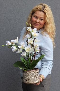 Letera, gumowy storczyk cymbydium w doniczce, wys.56cm 