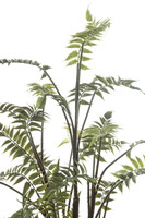 Paproć skórzasta, sztuczne drzewko w osłonce / donicy, wym.130x50x50cm