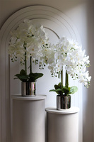 Figaro Silver, duży storczyk w lustrzanej donicy