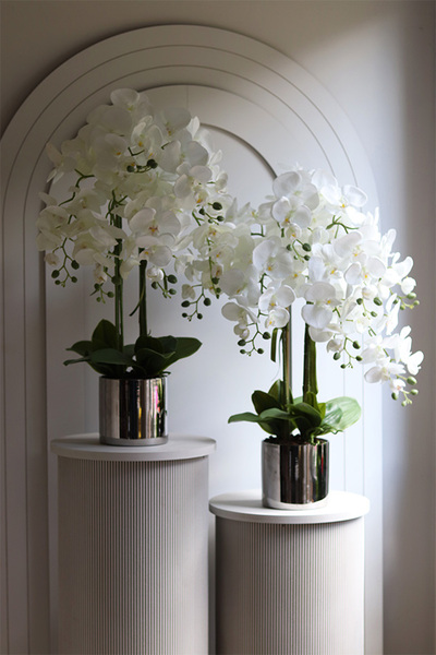 Figaro Silver, duży storczyk w lustrzanej donicy