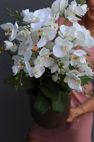 Złota Kraina Lux, storczyk w złotej metalowej osłonce