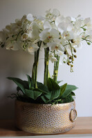 efektowny storczyk w metalowej misie, Ferrata Gold 2