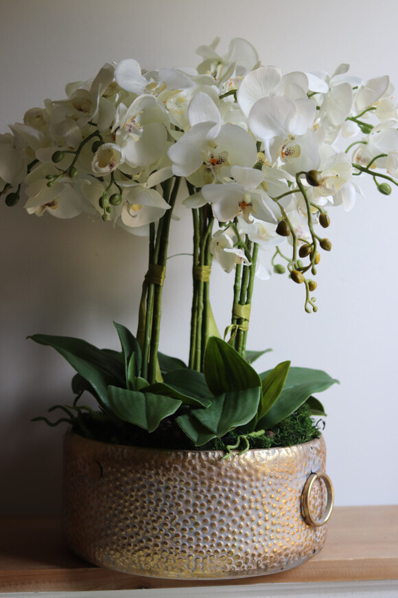 efektowny storczyk w metalowej misie, Ferrata Gold 2