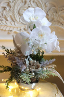 Frozen Orchidea, elegancki storczyk zimowy