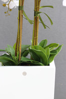 Grande Fiberglass Novelty White, storczyk w białej donicy