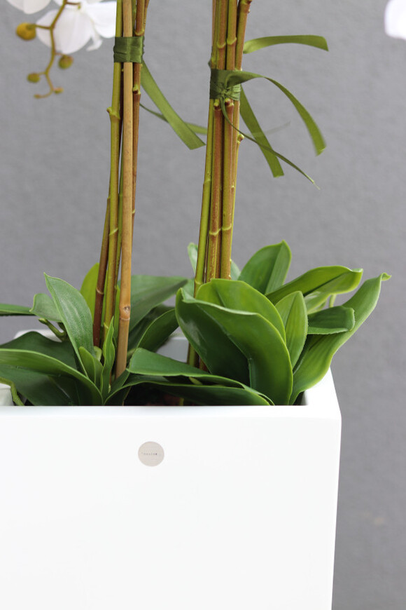 Grande Fiberglass Novelty White, storczyk w białej donicy