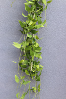 Barwinek zielona girlanda dekoracyjna, dł.