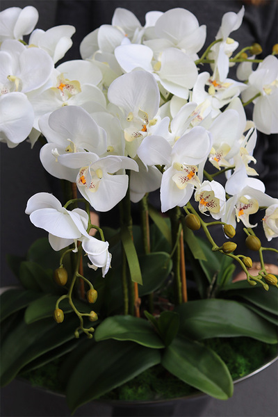 Bartolomeo Nolla, storczyk w srebrnym podłużnym naczyniu, wys.50cm 