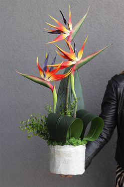 Pomarańczowa Strelicja Saute, kompozycja kwiatowa do Twojej donicy, wys.80cm