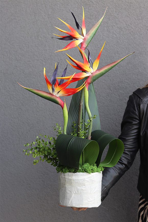 Pomarańczowa Strelicja Saute, kompozycja kwiatowa do Twojej donicy